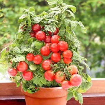 Помідор Бонсай черрі (0.1г) TM GL Seeds 2463664904 фото