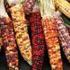Кукурудза декоративна Амеро (10шт) TM GL Seeds 2447952457 фото 1