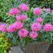 Монарда Бергамот (0.1г) TM GL Seeds 2475860881 фото 1