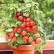 Помідор Бонсай черрі (0.1г) TM GL Seeds 2463664904 фото 1