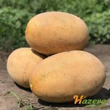 Диня Раймонд F1 Hazera 10 шт 2984938195 фото