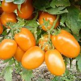 Помідор Де-барао помаранчевий (2г) TM GL Seeds (індетермінантний) 2463665296 фото