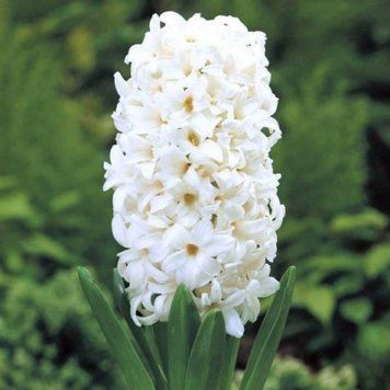 Гіацинт White Pearl 14/15 3072771499 фото