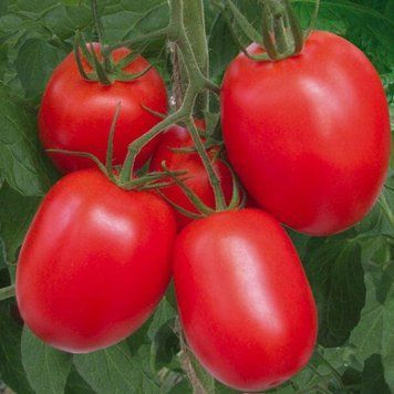 Помідор Ріо-гранде кущовий сливка 0,15 Gl seeds (детермінантний) 2879730911 фото