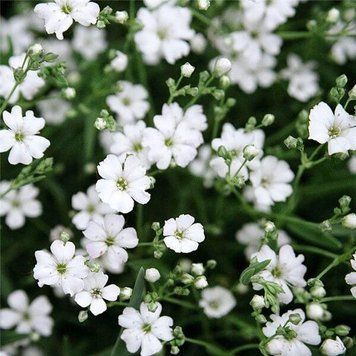 Гiпсофiла Снiжинка (0.1г) TM GL Seeds 2527649596 фото