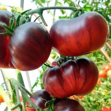 Помідор Аметистова дорогоцiннiсть (0.1г) TM GL Seeds 2475871171 фото