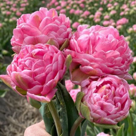 Тюльпан махровий Strawberry Cream 12+ 2252532231 фото