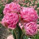 Тюльпан махровий Strawberry Cream 12+ 2252532231 фото 2