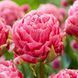 Тюльпан махровий Strawberry Cream 12+ 2252532231 фото 1