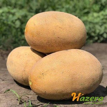 Диня Раймонд F1 Hazera 50 шт 2984938235 фото