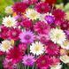 Ксерантемум Перламутровий букет (0.2г) TM GL Seeds 2527652205 фото 1