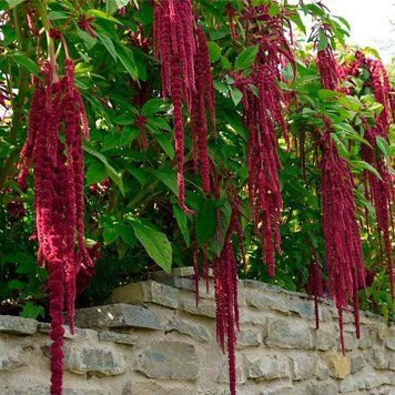 Амарант хвостатий Кімоно (0.25г) TM GL Seeds 2463667525 фото