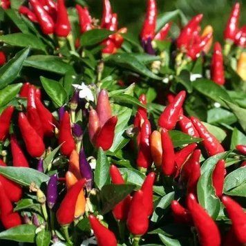 Перець гострий Червона ракета (0.15г) TM GL Seeds 2485228345 фото