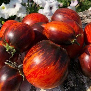 Помідор Гаргамель (0.1г) TM GL Seeds (індетермінантний) 2475882069 фото