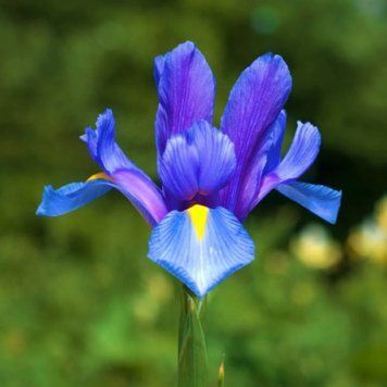 Ірис Голландський Blue Magic 2636756206 фото