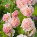Мальва Еплблосом (0.3г) TM GL Seeds 2447955610 фото 1