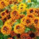 Рудбекія Черрокі сансет (0,1г) TM GL Seeds 2858630058 фото 1