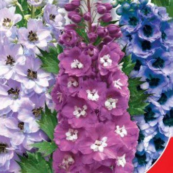 Дельфiнiй Бакара (0.5г) TM GL Seeds 2463668620 фото