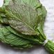 Гiрчиця салатна Ядрена (2г) TM GL Seeds 2485230905 фото 1