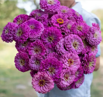 Цинія Гіганти Бенарі Lilac 10 насінин copy_2376332554 фото