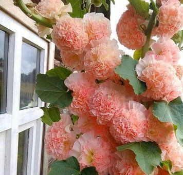 Мальва Рожева замша (0.3г) TM GL Seeds 2447956094 фото