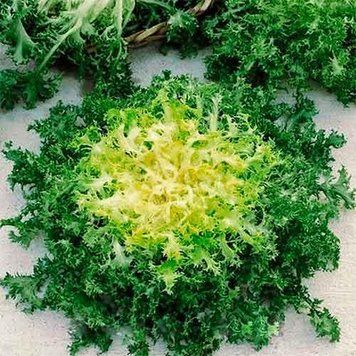 Салат Ендiвiй Сен-Лоран (1г) TM GL Seeds 2880782216 фото