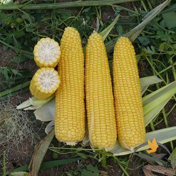Кукурудза Добриня F1 Lark seeds 50 шт. (зіп-пакет) 2130424104 фото