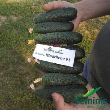 Огірок Мадрілене F1 Seminis 10 шт 2867021085 фото