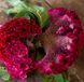 Целозiя Корал Гарден (0.25г) TM GL Seeds 2858639253 фото 1