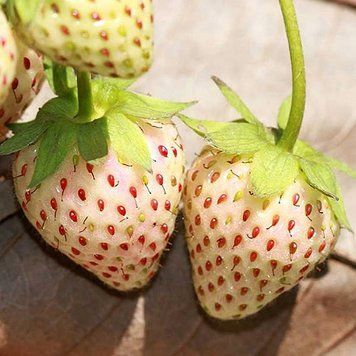 Суниця Ананасна (0.1г) TM GL Seeds 2858641307 фото