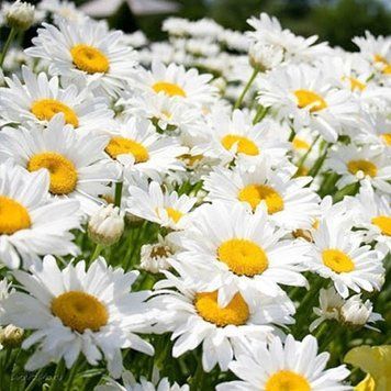 Ромашка садова Принцеса (0.2г) TM GL Seeds 2527658487 фото