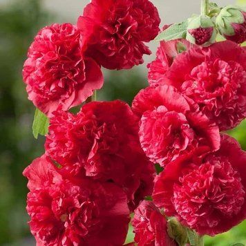 Мальва Скарлет Чатерз Стрейн (0.3г) TM GL Seeds 2447956935 фото