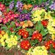 Примула Ванда (0.1г) TM GL Seeds 2475894619 фото 1