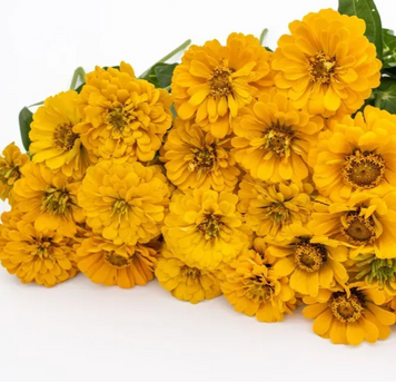 Цинія Гіганти Бенарі Golden yellow 10 насінин copy_copy_copy_2376332554 фото