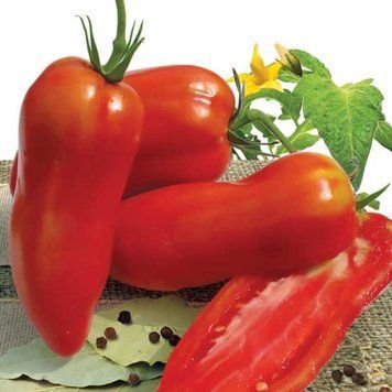 Помідор Перцевидний (0.1г) TM GL Seeds (індетермінантний) 2485240273 фото