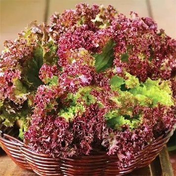 Салат Лолло Роса рожевий (1г) TM GL Seeds 2880798224 фото