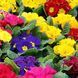 Примула Весняний букет (0.1г) TM GL Seeds 2475895440 фото 1