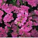 Статиця (Кермек) Американ Бютi (0.1г) TM GL Seeds 2527660155 фото 1