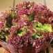 Салат Лолло Роса рожевий (1г) TM GL Seeds 2880798224 фото 1