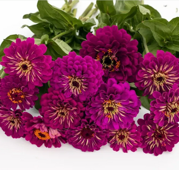 Цинія Гіганти Бенарі Purple 10 насінин copy_2444675907 фото
