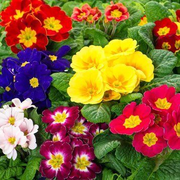 Примула Гiгант Селекта (0.1г) TM GL Seeds 2475923062 фото