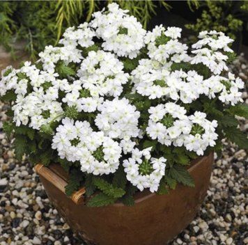 Вербена Obsession&reg; White Syngenta 5 шт 396 фото