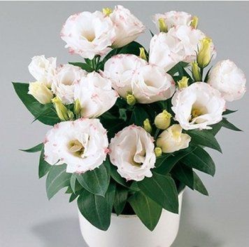 Еустома Rosie F1 Rose Picotee 5 насінин 2377699055 фото