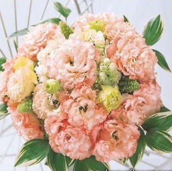 Єустома Alissa 2: Light Apricot 5 шт Sakata 544 фото
