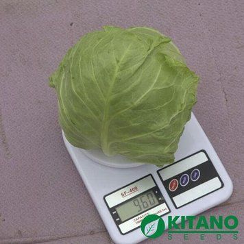 Капуста білоголова рання Канто F1 Kitano seeds 10 шт 2937753026 фото