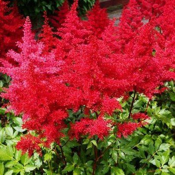 Астильба Etna (відкрита коренева система) 2854110162 фото