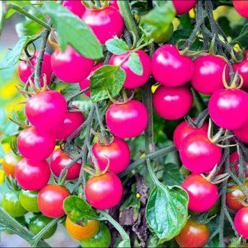Помідор Чарiвнiсть кімнатний (0.1г) TM GL Seeds 2485259983 фото