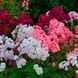 Флокс Веселий гном (0.2г) TM GL Seeds 2475927494 фото 1