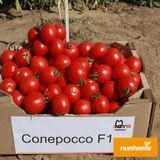 Помідор Солероссо F1 Nunhems 10 насінин (детермінантний) (зіп-пакет) 2389493203 фото