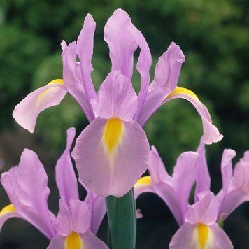 Ірис Голландський Rosario 8+ 2636765060 фото